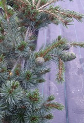 Teofrast Семена Сосна мелкоцветковая белая японская pinus parviflora