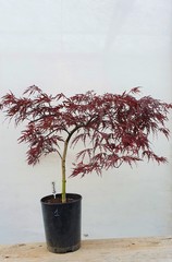 Teofrast Клен дланевидный acer palmatum garnet