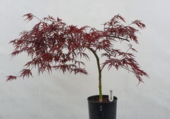 Teofrast Клен дланевидный acer palmatum garnet
