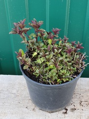 Teofrast Мята шоколадная mentha