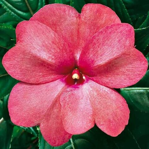 1192 Бальзамин НГ COLORPOWER ROSE