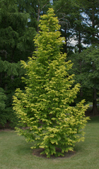 Teofrast Метасеквойя глиптостробусовая Metasequoia glyptostroboides