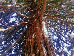 Teofrast Секвойя вечнозелёная Sequoia sempervirens