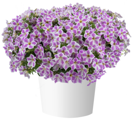 32472 Петуния CASCADIAS Lilac Frost (Весна 2026)