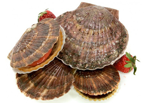 Морской гребешок живой, шт
