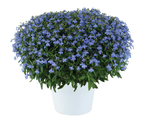 2325 Лобелия GLOW Electric Blue (Весна 2026)