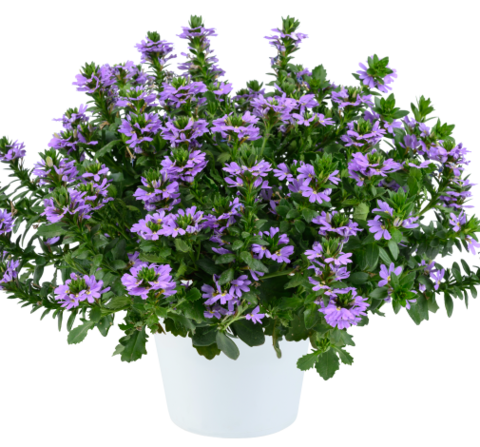 3428 Сцевола Lavender Blessing (Весна 2026)