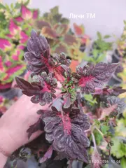 Личи ТМ ампельный колеус