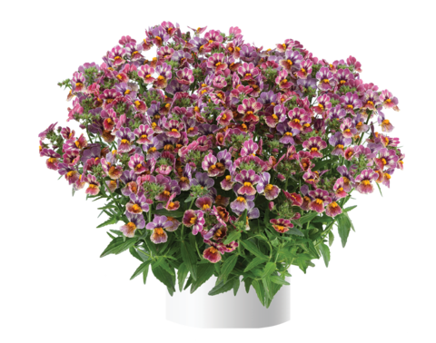 2624 Немезия NESIA Tutti Frutti (Весна 2026)