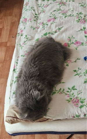 Әдемі — Отзыв Топпер Basic