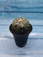 Astrophytum Asterias (Астрофитум)