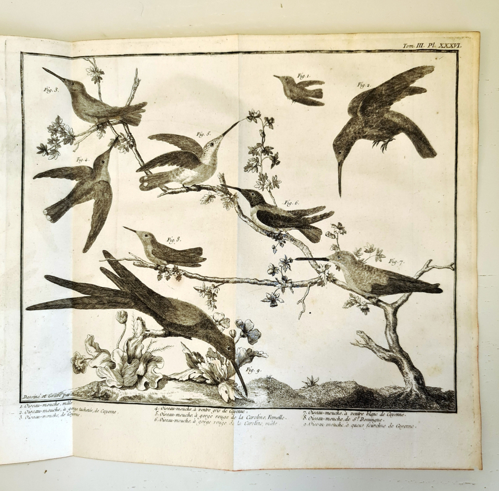 "Орнитология или метод, содержащий разделение птиц на отряды. (Ornithologie ou methode contenant la division des oiseaux en ordres)". Mathurin-Jacques Brisson (Матюрен-Жак Бриссон). 0г.