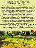 Седум Золотой отогнутый очиток почвопокровный