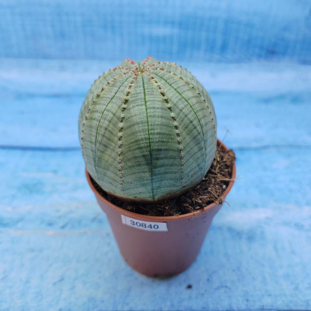 Euphorbia Obesa (Эуфорбия)