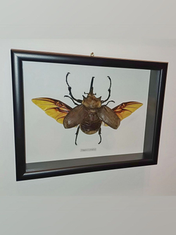 Жук Megasoma elephas в рамке