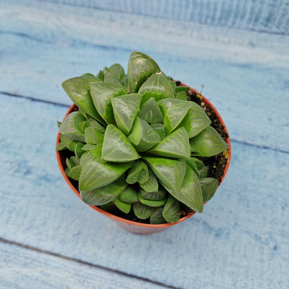 Haworthia Retusa (Хавортия)