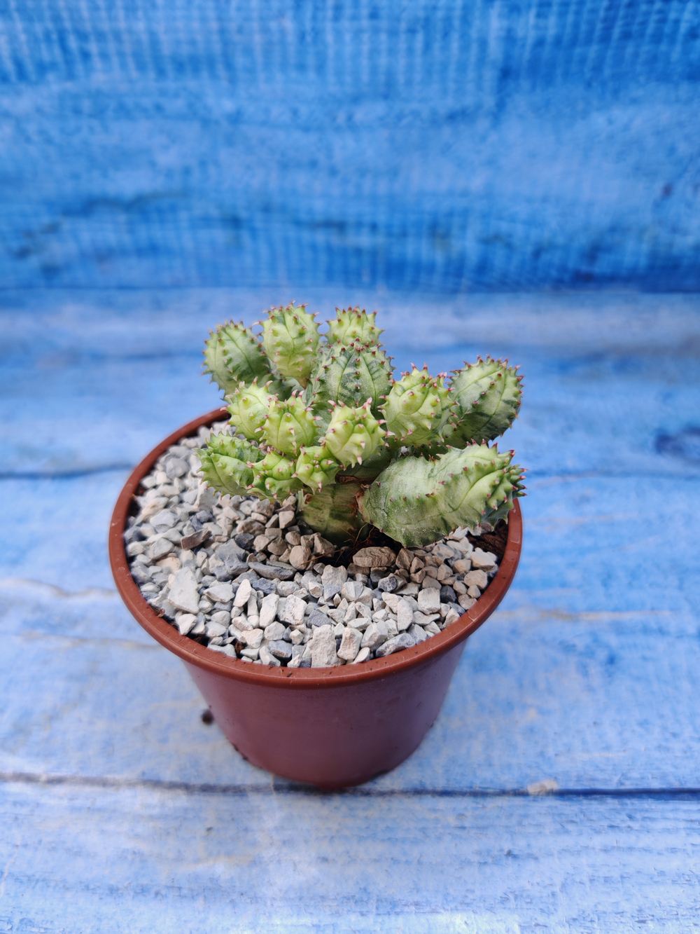 Euphorbia Pseudoglobosa variagate (Эуфорбия)