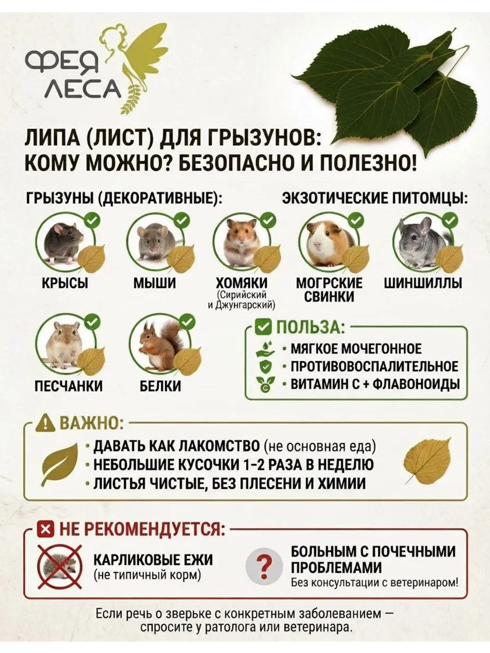 Липа цвет с листом: фитотерапия и эко-декор