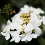 Калина "Plicatum Watanabe"