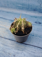 Euphorbia meloformis f. Variegated (Эуфорбия вариегатная)