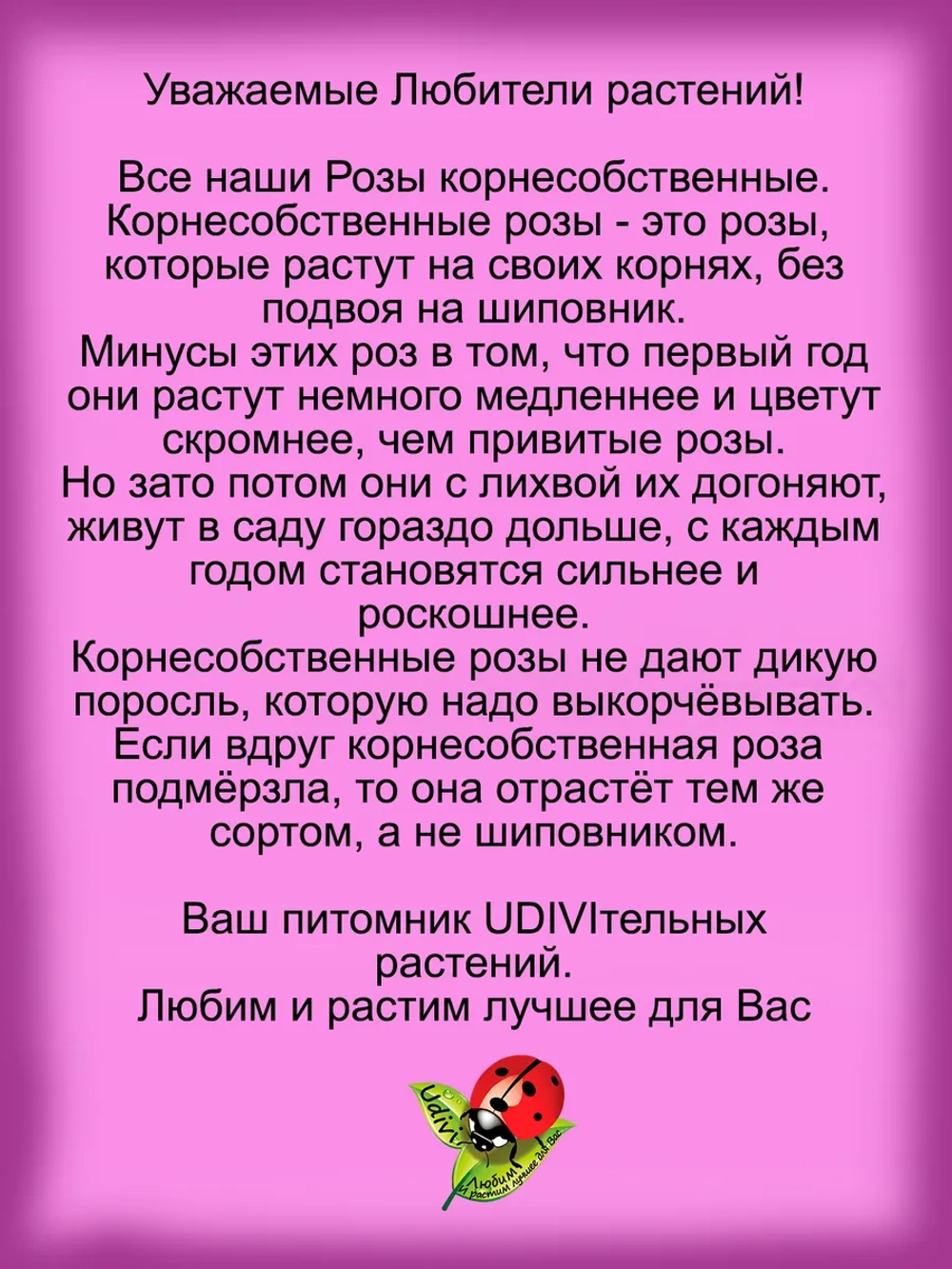 Роза Юбилей принца Монако постоянноцветущая