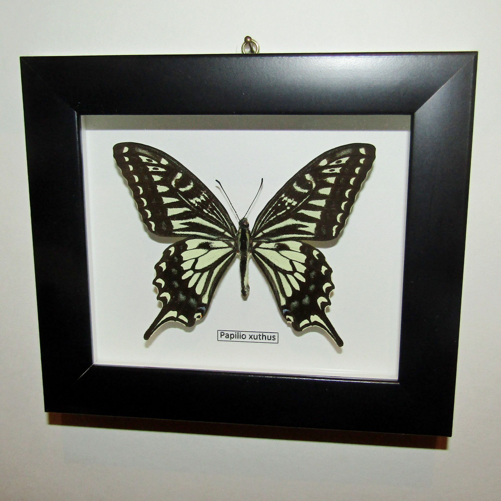 Бабочка Papilio xuthus в рамке
