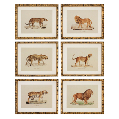 Постер Prints Lion, Tigre, Jaguar set of 6 арт.111745