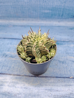 Euphorbia meloformis f. Variegated (Эуфорбия вариегатная)