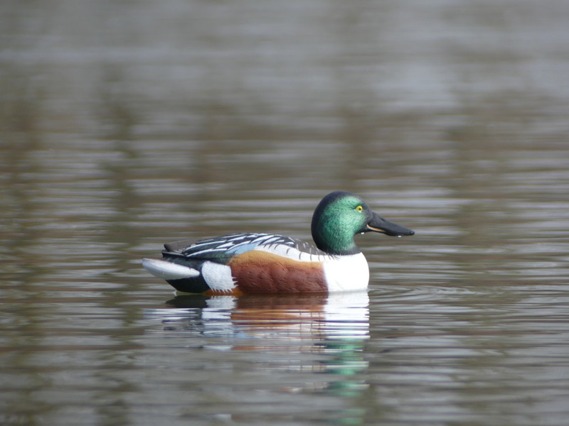 Широконос "FA-212530 LIVE NORTHERN SHOVELER SPOONBILL" FA 6 шт.
