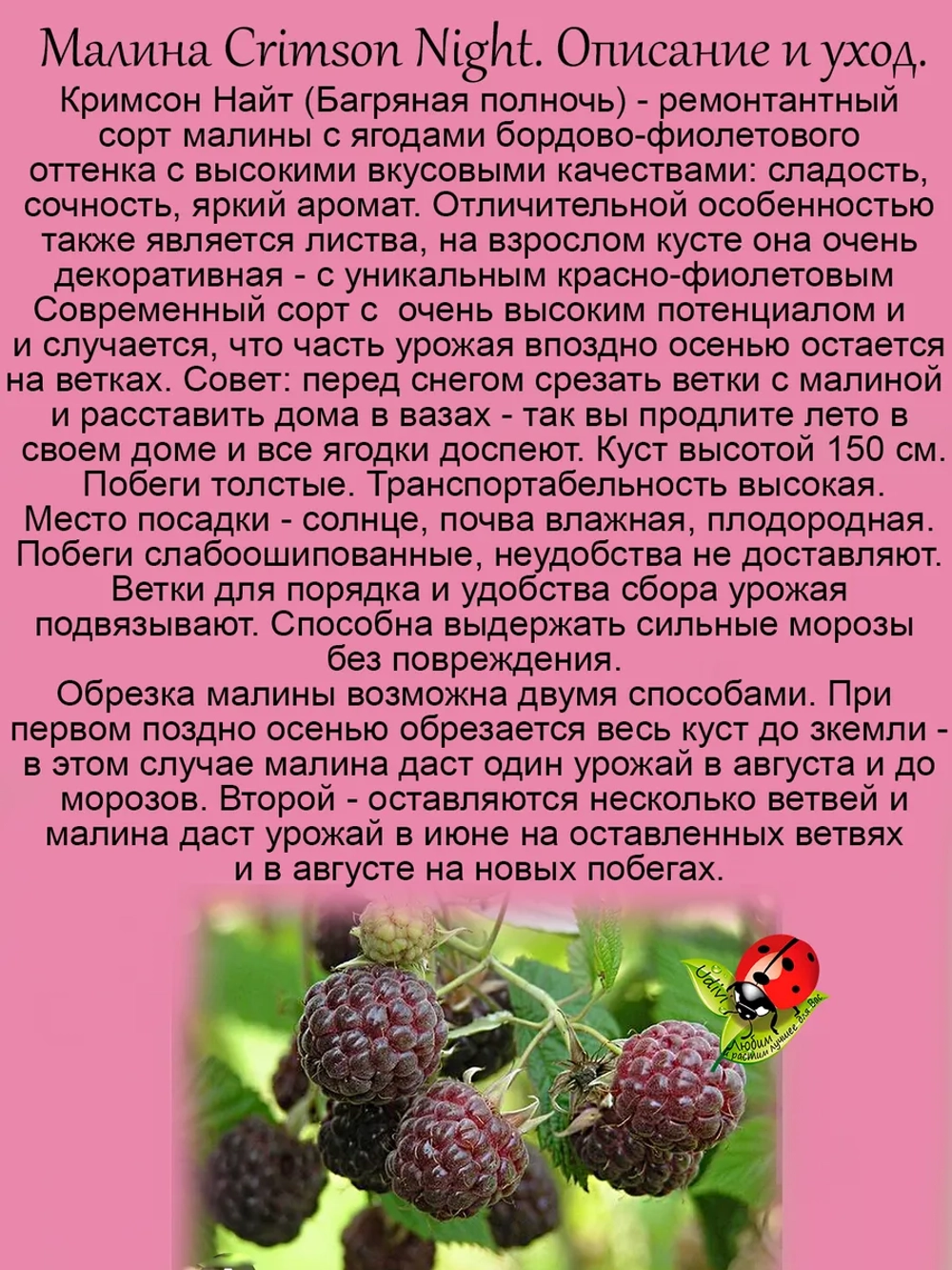 Малина Кримсон Найт ремонтантная