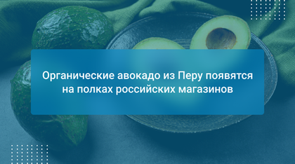 Органические авокадо из Перу появятся на полках российских магазинов
