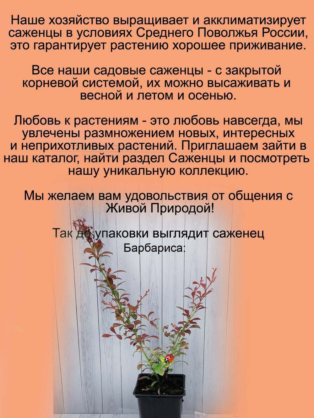 Барбарис Оранж Рокет самый яркий