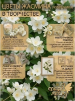 Жасмин чубушник цветущий побег для свечей, чая и творчества