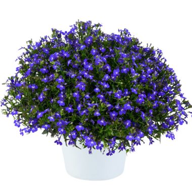 2327 Лобелия GLOW Blue Volt (Весна 2026)