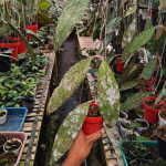 Хойя CLEMENSIORUM JUNGLE (М59)