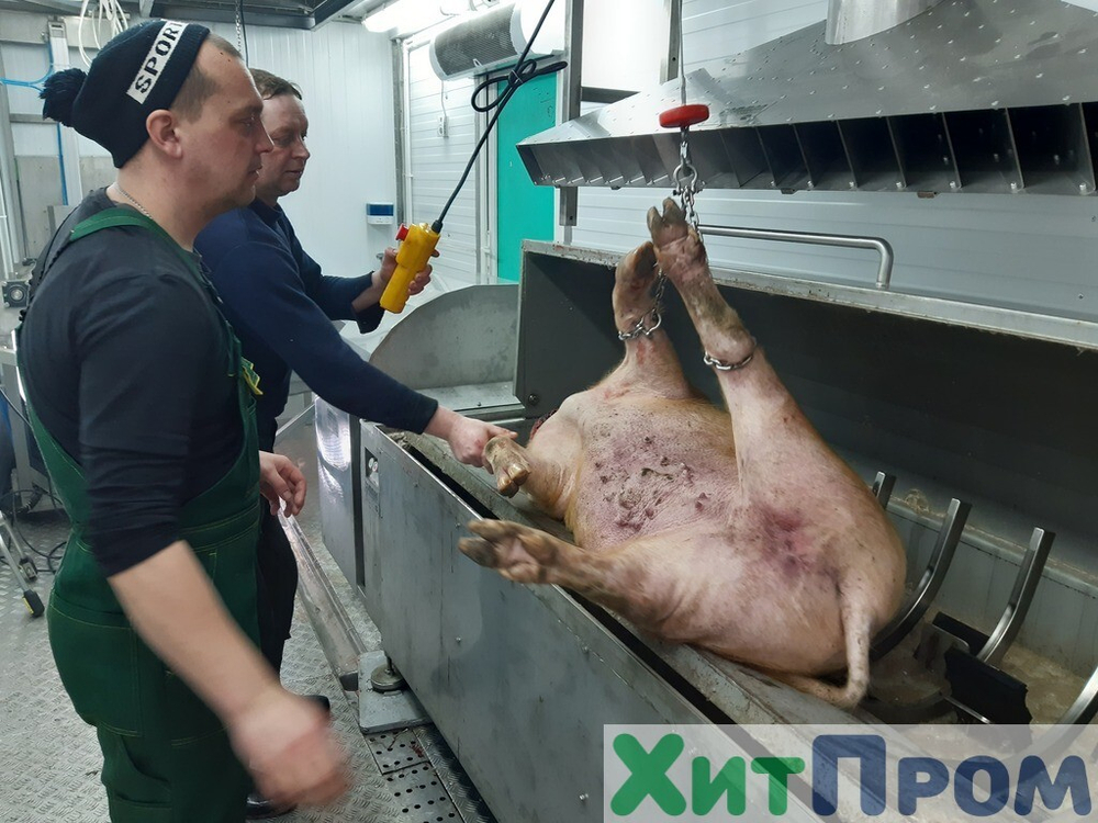 Комплекс убоя свиней до 15 голов/час с охлаждением полутуш. Благовещенск