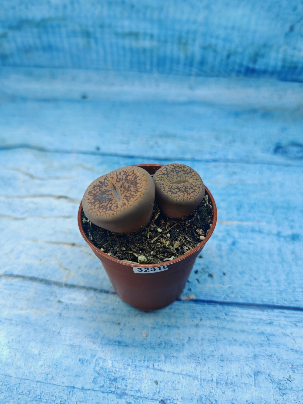 Lithops sp. (Литопсы)