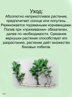 Мята шоколадно-ванильная многолетнее растение