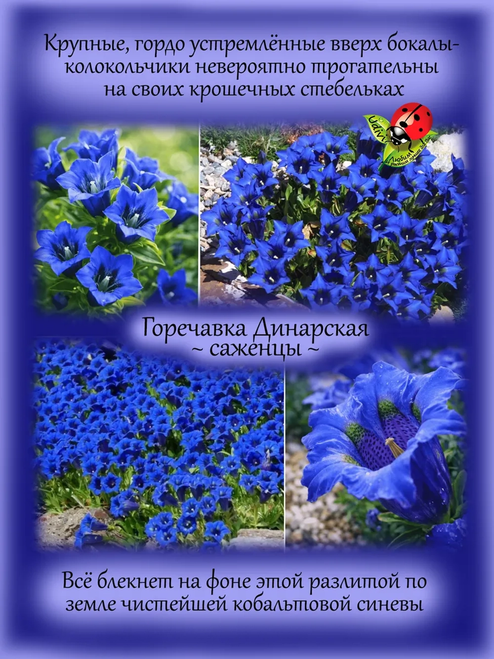Горечавка Динарская