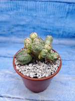 Euphorbia Pseudoglobosa variagate (Эуфорбия)