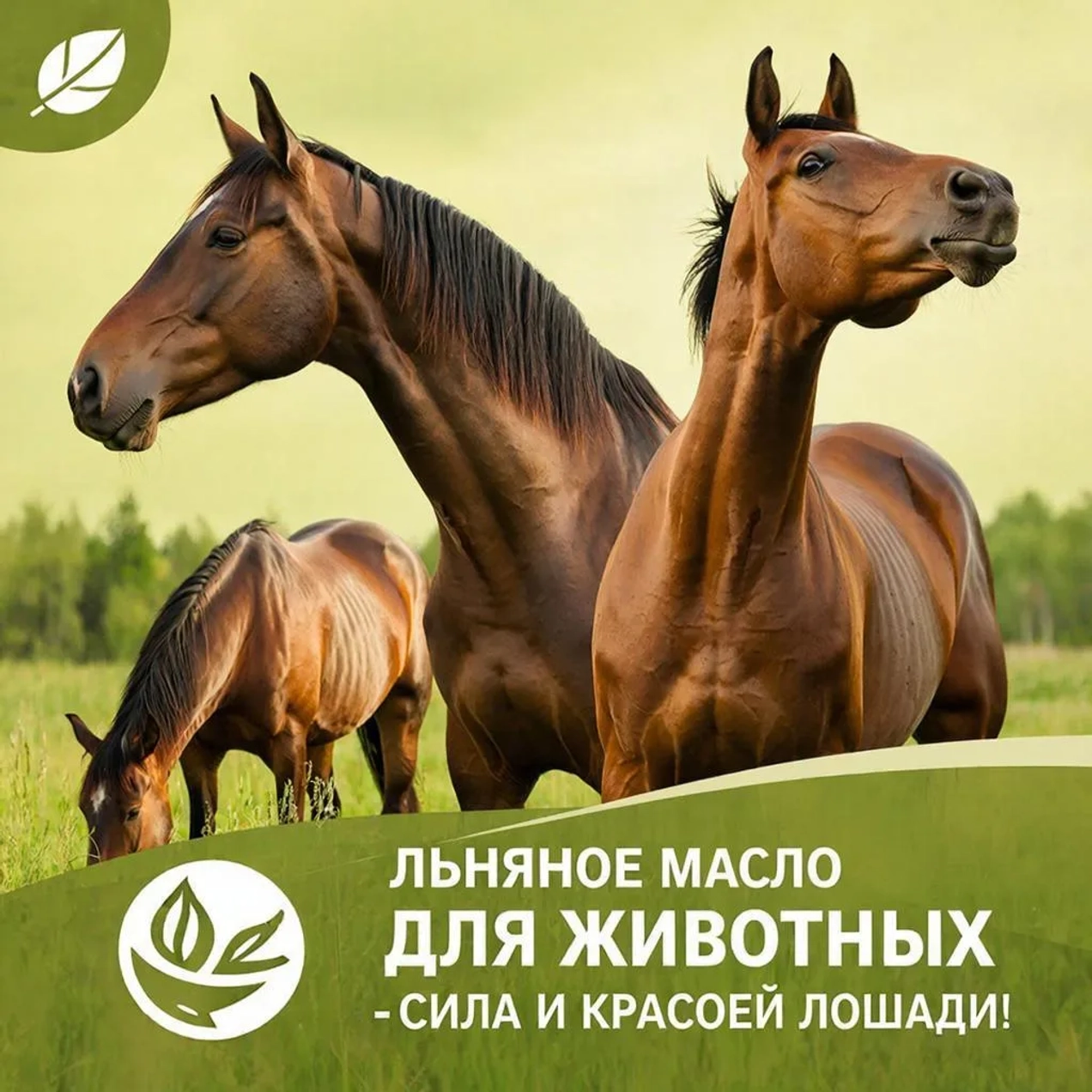 Природная сила холодного отжима