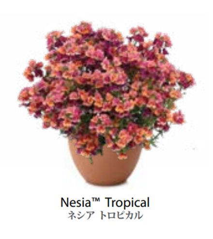 ЕВРО Немезия Nesia Tropical укорененный ЕВРО черенок февраль поставка 21