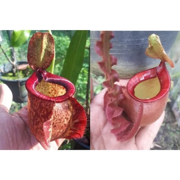 Непентес Nepenthes (viking ampullaria)x [(mirabilis wing x (viking x ampullaria)]