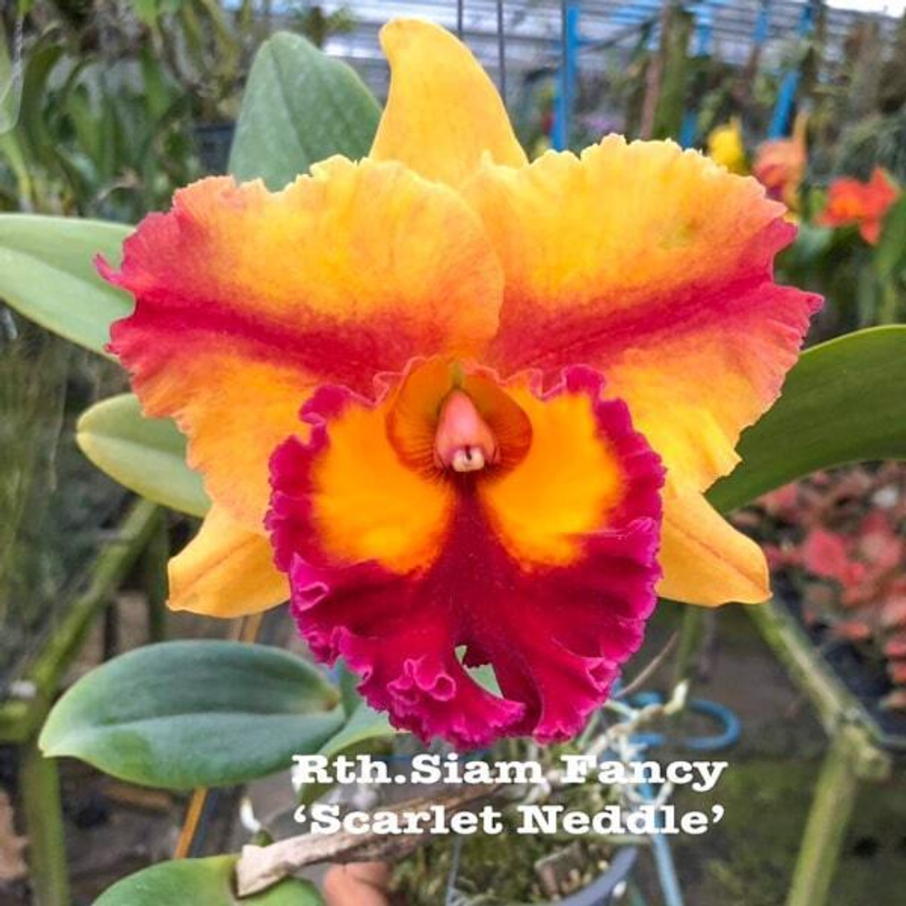 Орхидея ринкаттлеанте RTH. SIAM FANCY SCARLET NEDDLE