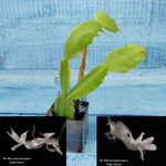 Schlumbergera Angel Dance (Декабрист)