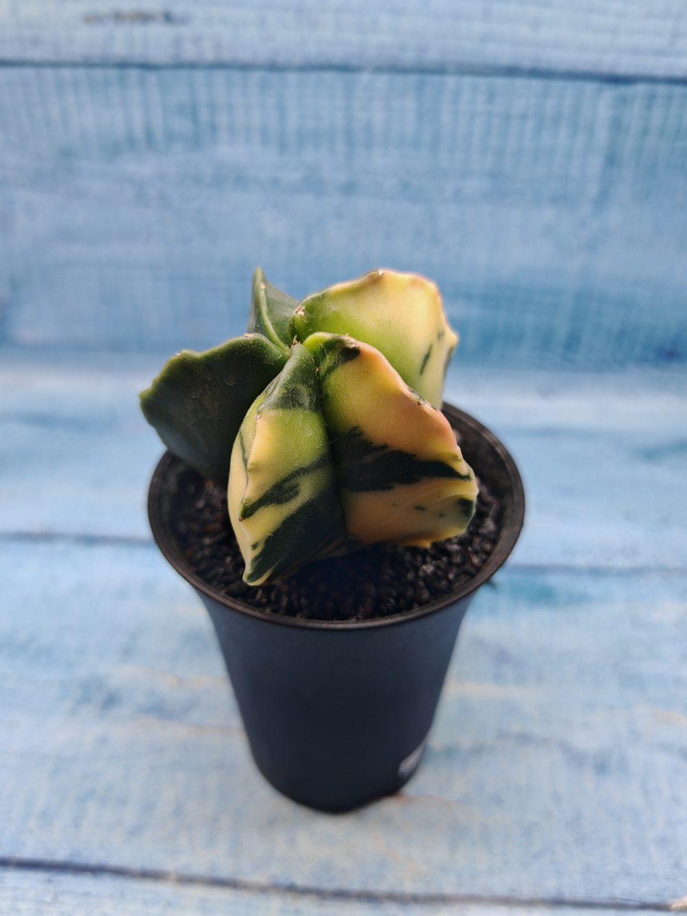 Astrophytum Myriostigma variagate (Астрофитум вариегатный)