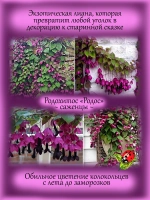 Родохитос Родос лиана