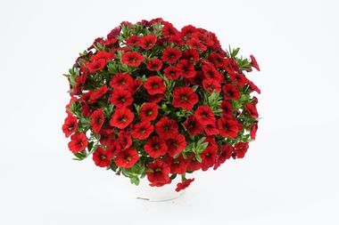 1987 Калибрахоа COLIBRI Bright Red (Весна 2026)