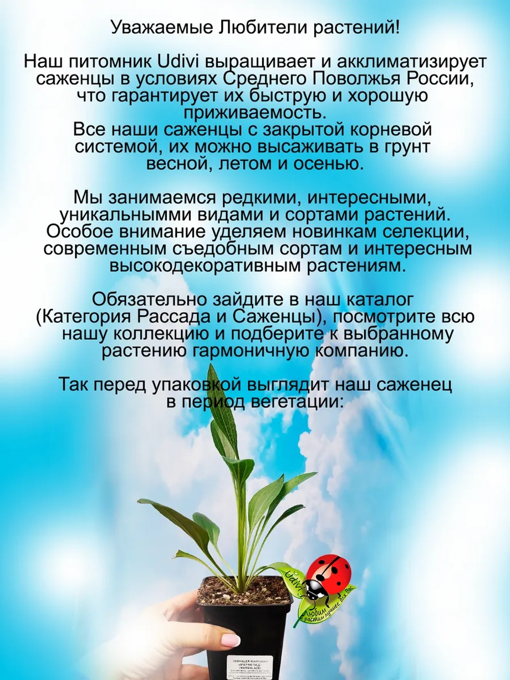 Эхинацея махровая "Мармелад" долгоцветущая