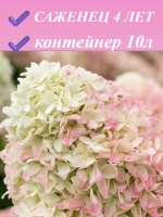 Саммер Лав гортензия метельчатая
